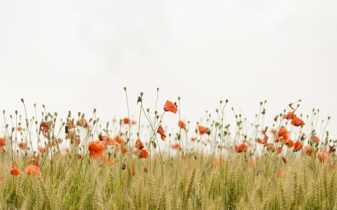 A Beautiful Life