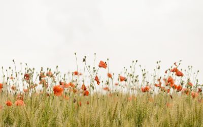 A Beautiful Life